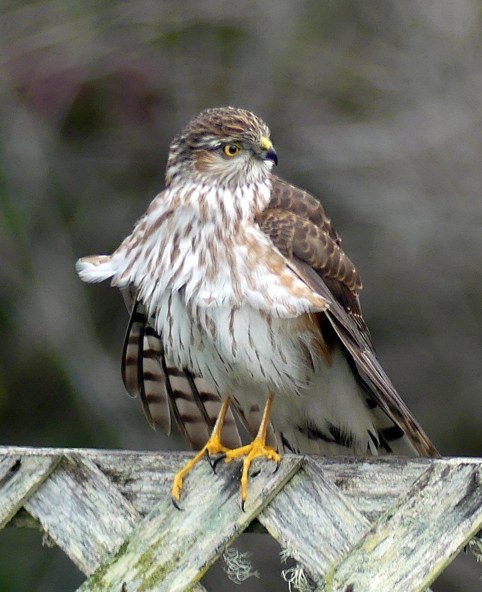 Sharp-shinned Hawk - ML615523081