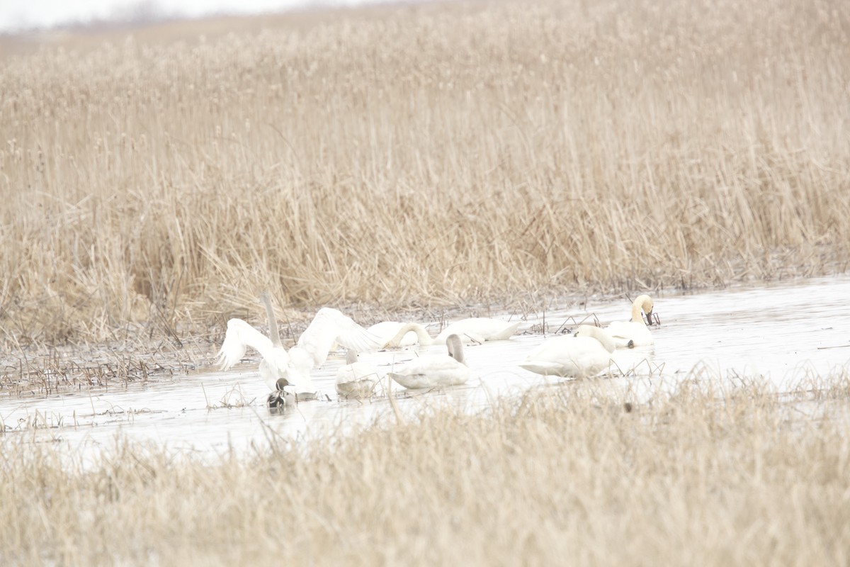 Tundra Swan - Paul Miller