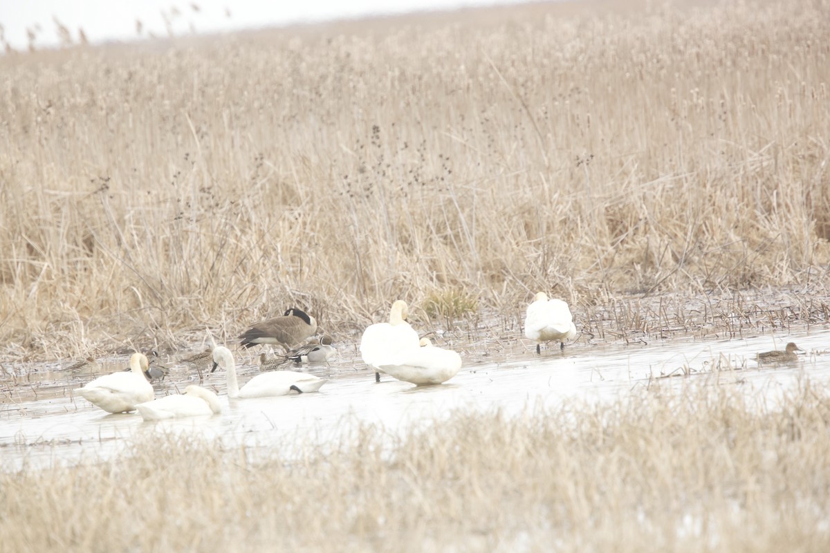 Tundra Swan - ML615523085