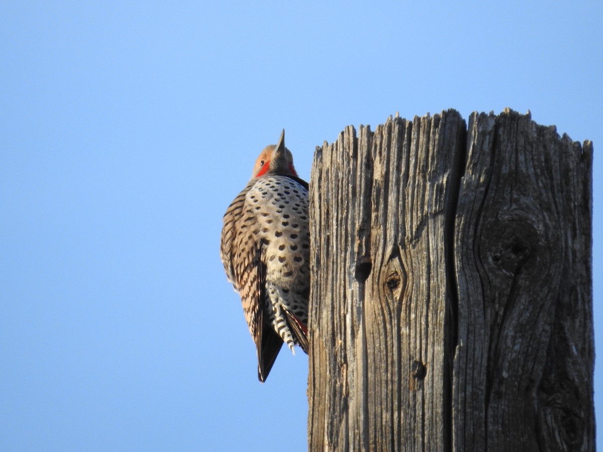 Northern Flicker (Red-shafted) - Jane Icenogle