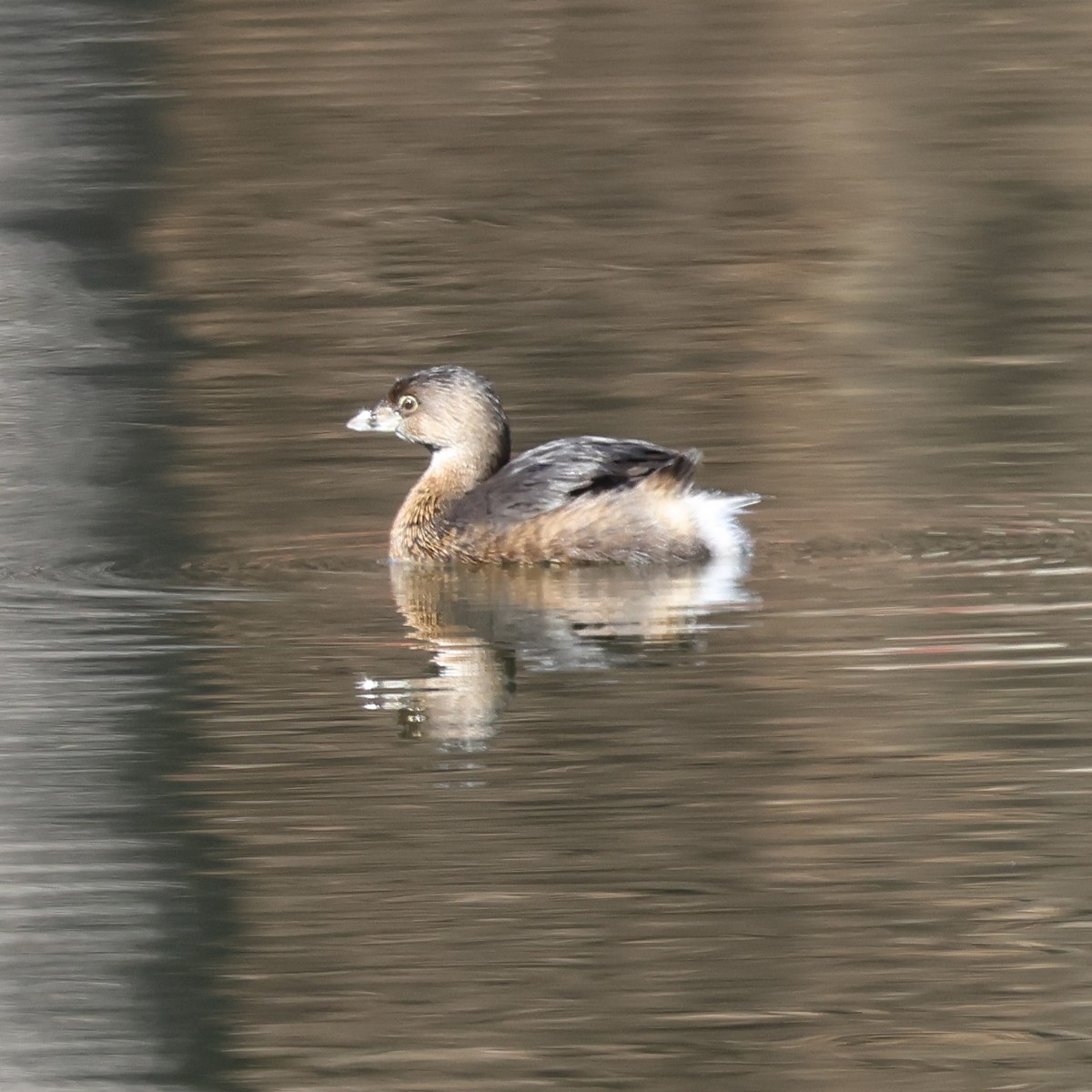 Pied-billed Grebe - ML615523091