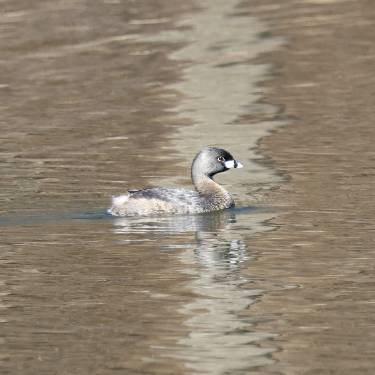 Pied-billed Grebe - ML615523092