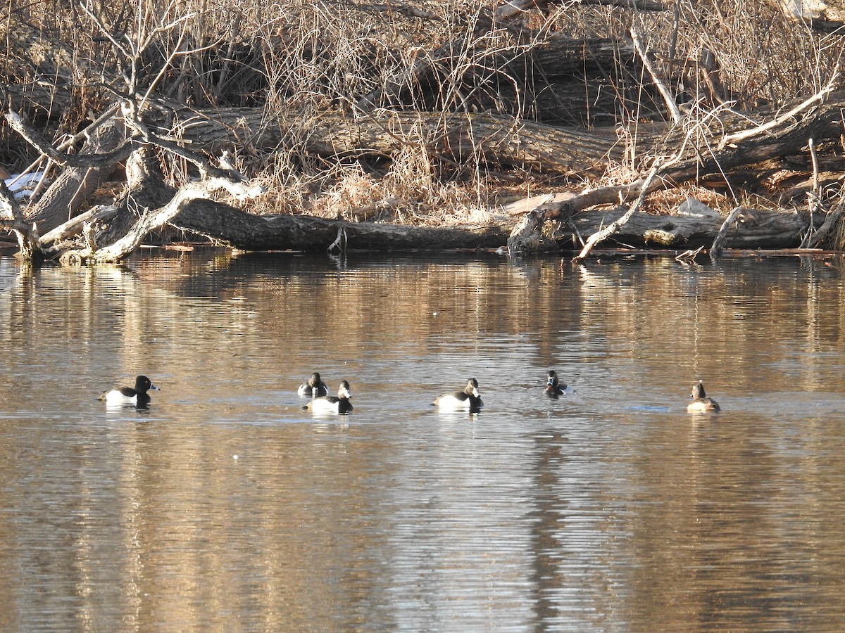 Ring-necked Duck - ML615523117