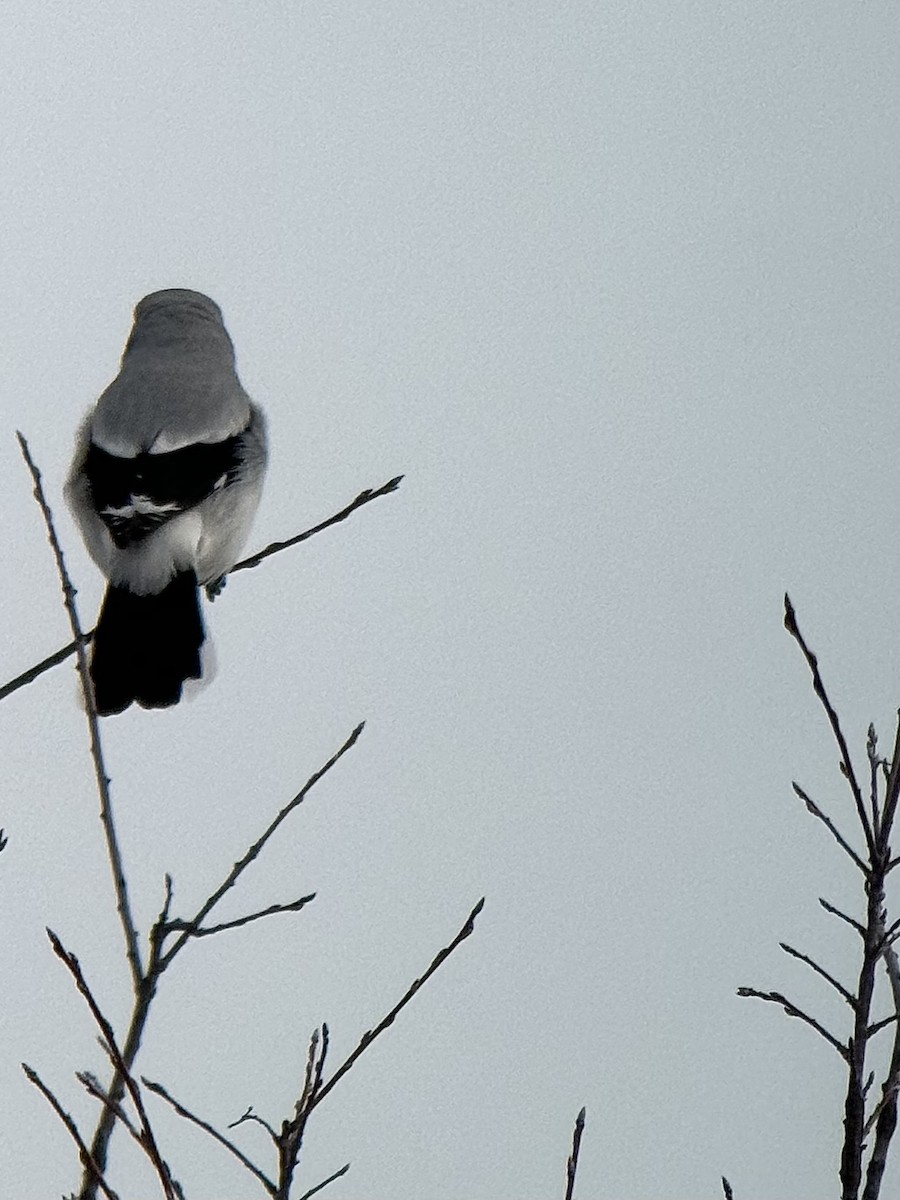 Northern Shrike - ML615523155