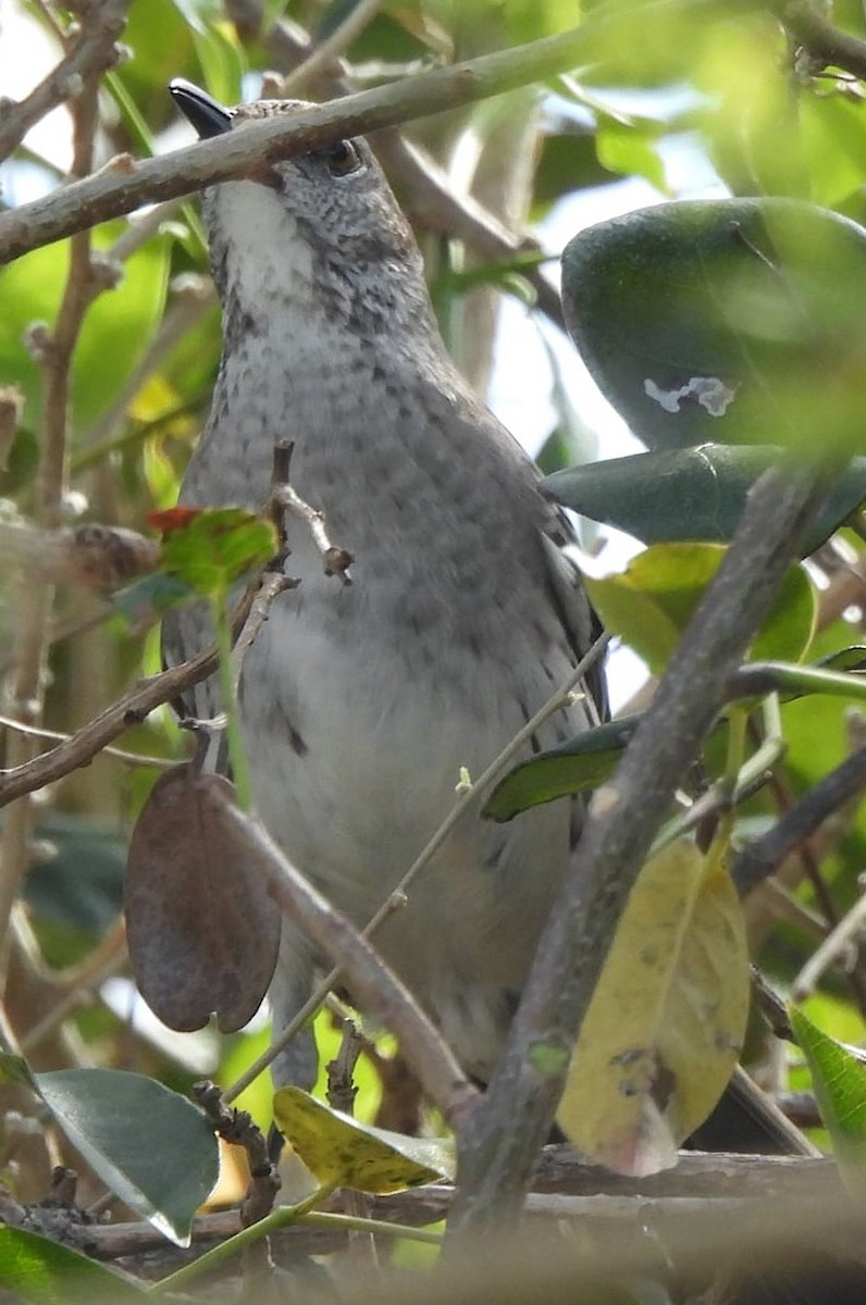 Bahama Mockingbird - Julie Rand