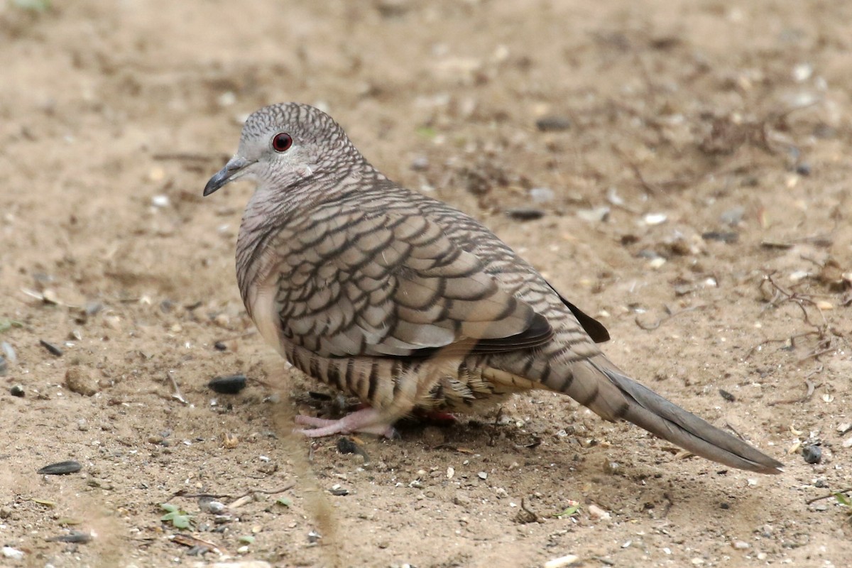 Inca Dove - Henry Mauer