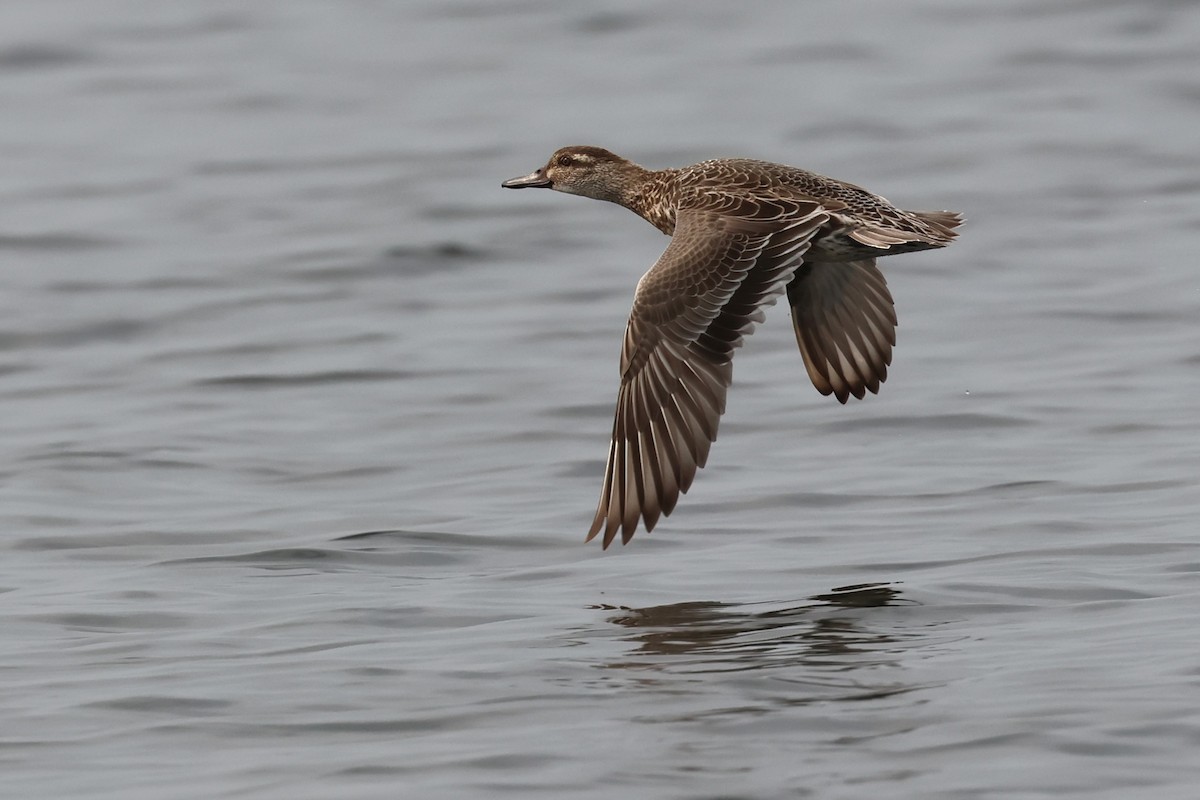 Garganey - ML615523338