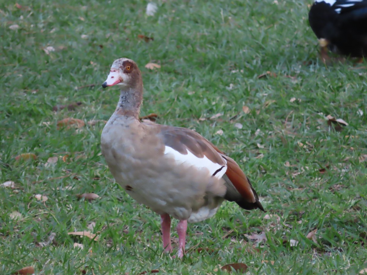 Egyptian Goose - ML615523386