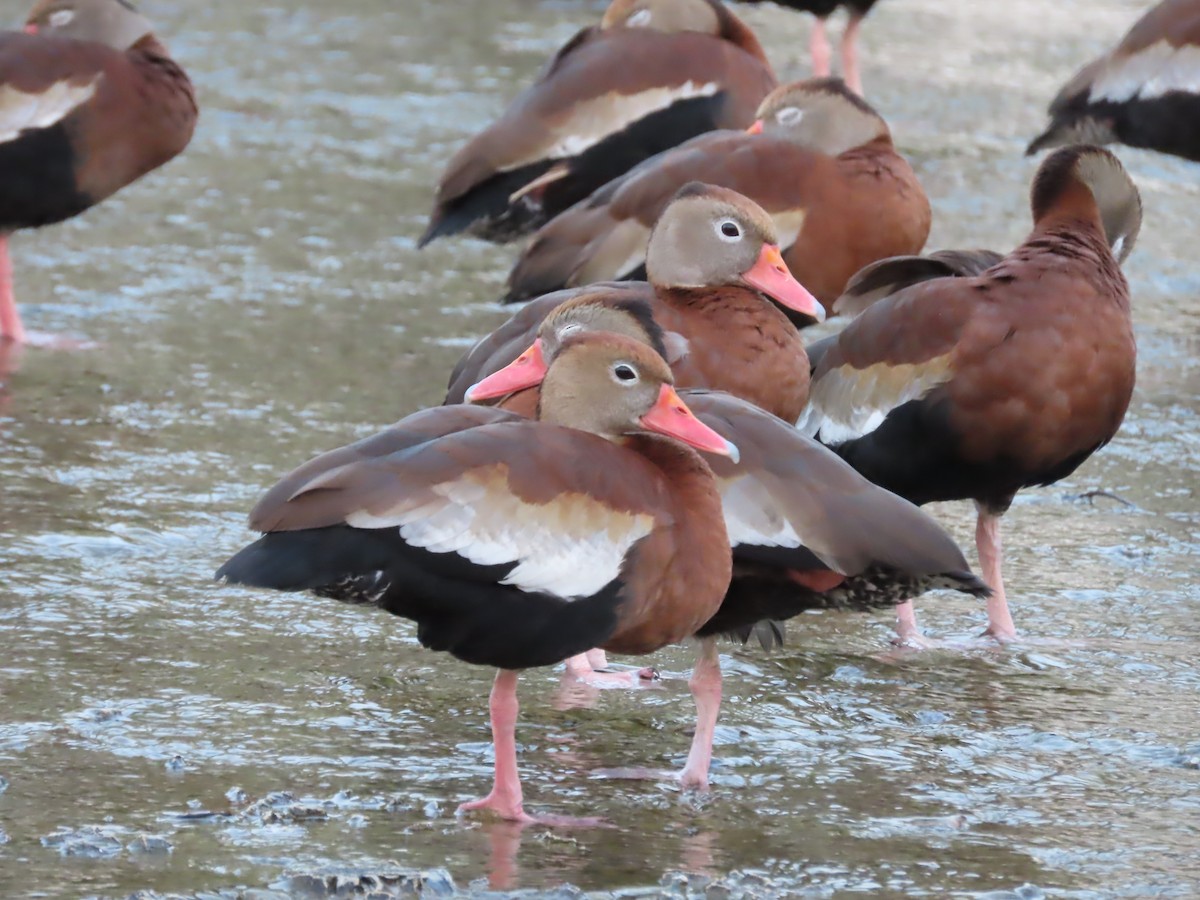 Black-bellied Whistling-Duck - ML615523406