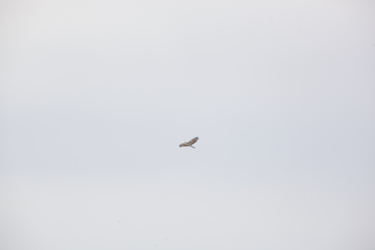 Red-tailed Hawk - ML615523409