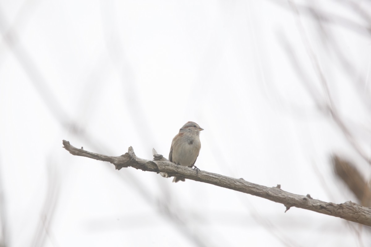 American Tree Sparrow - Paul Miller