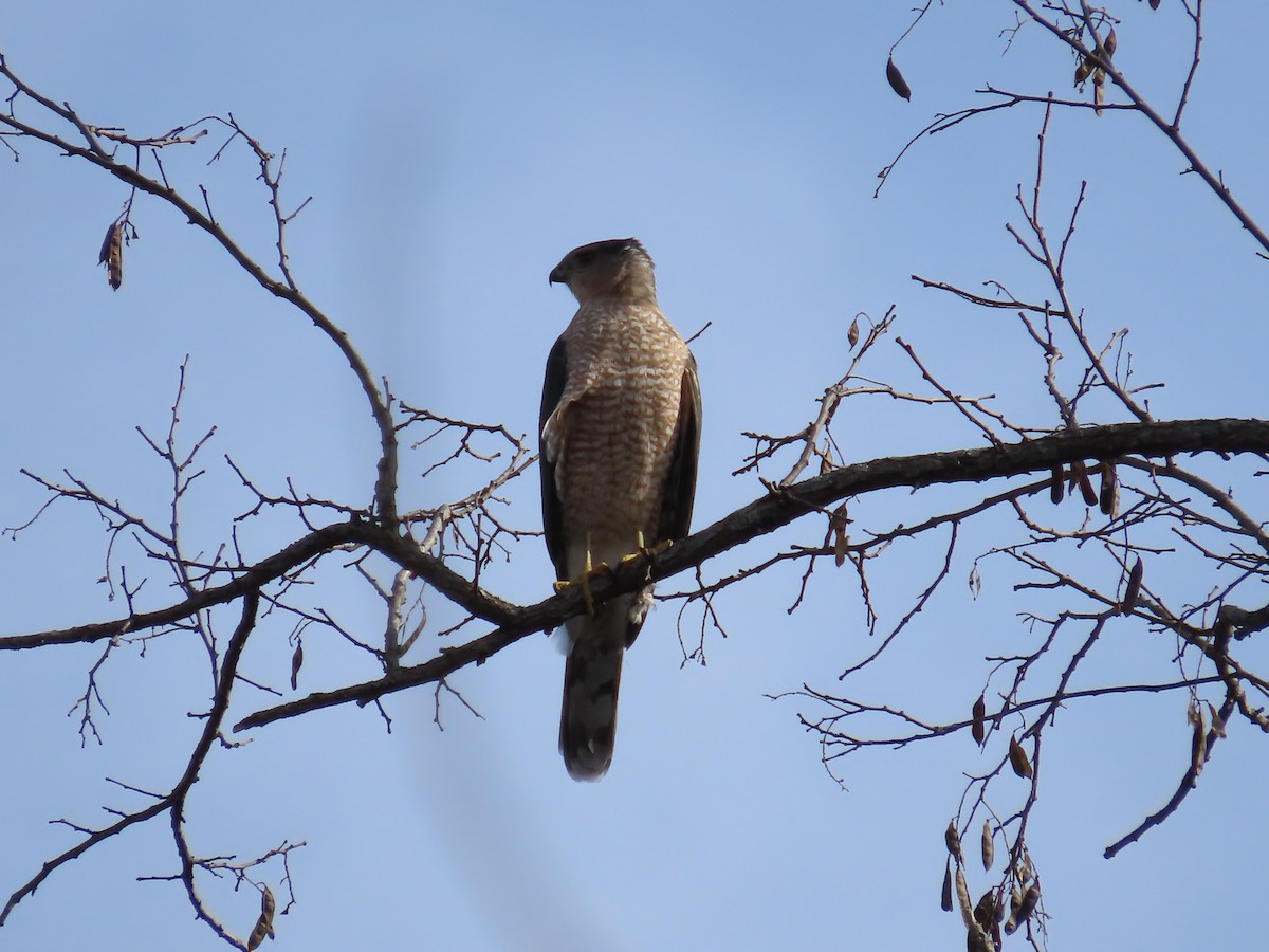 Cooper's Hawk - ML615523462