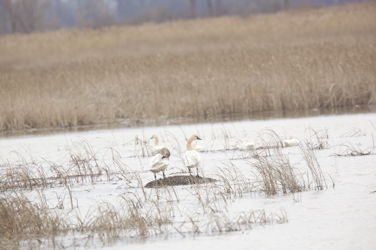 Tundra Swan - ML615523478