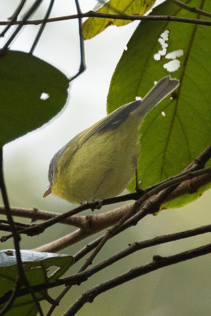 Gray-hooded Warbler - Prolay Kundu