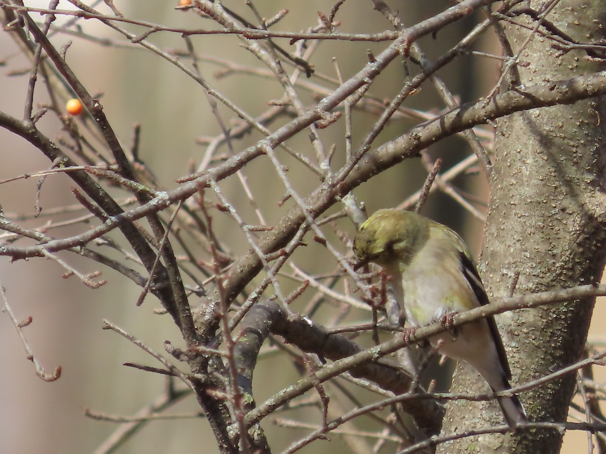 American Goldfinch - ML615523496