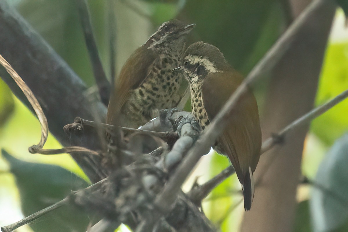 Speckled Piculet - Prolay Kundu