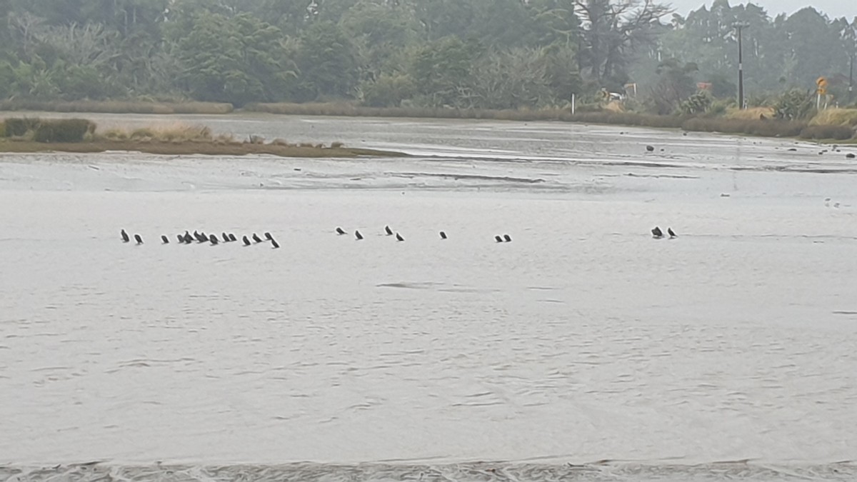 Little Pied Cormorant - ML615523522