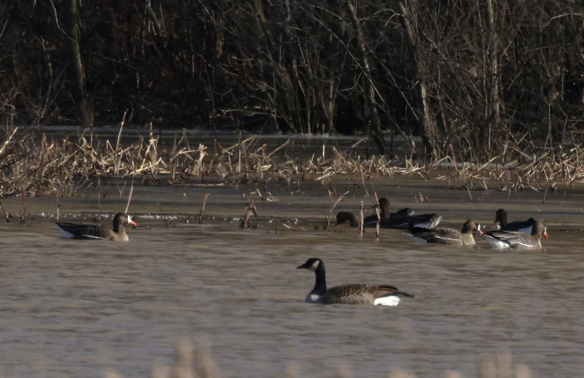 Greater White-fronted Goose - ML615523530