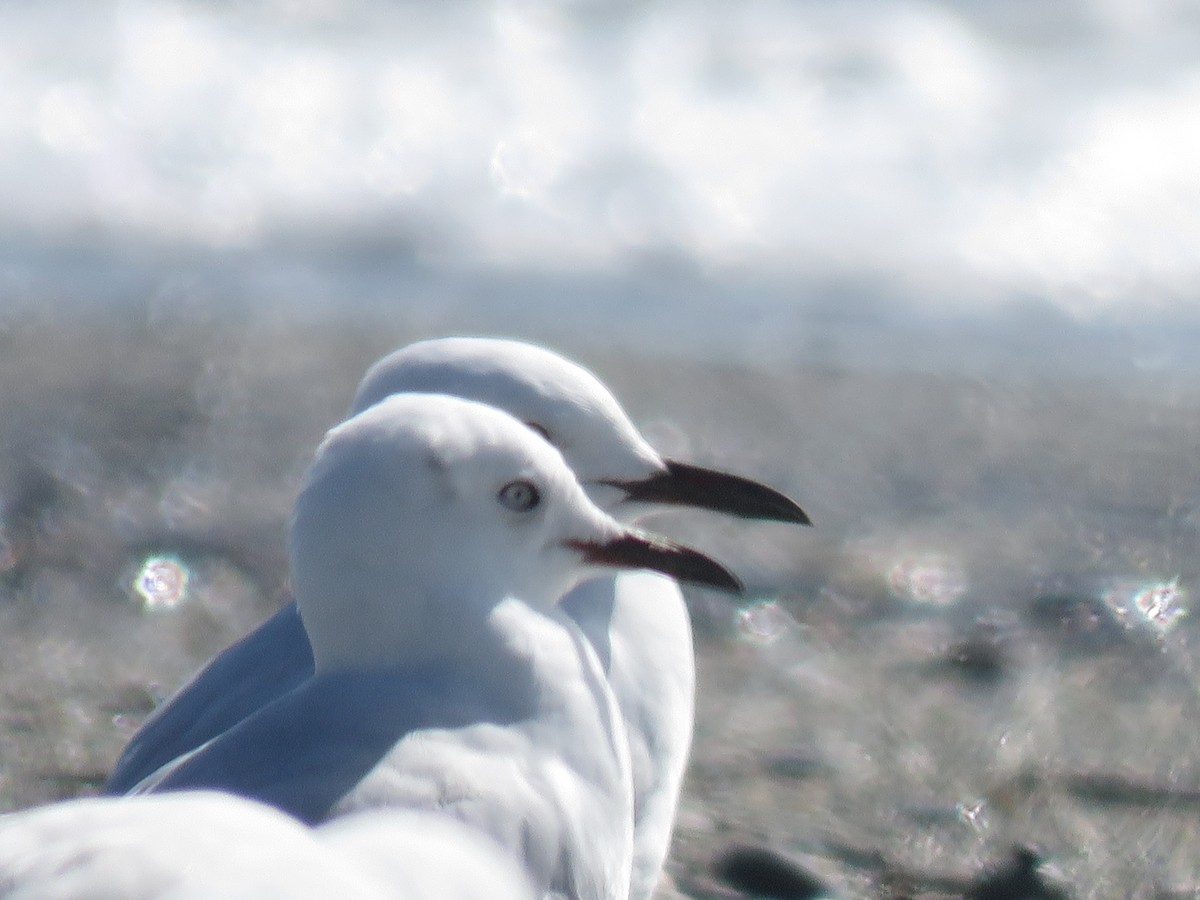 Black-billed Gull - ML615523573