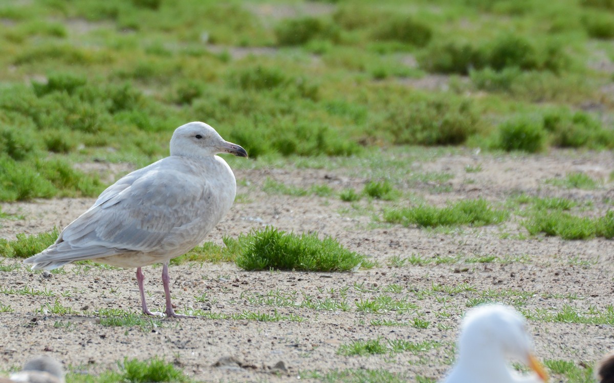 gull sp. - ML615523583