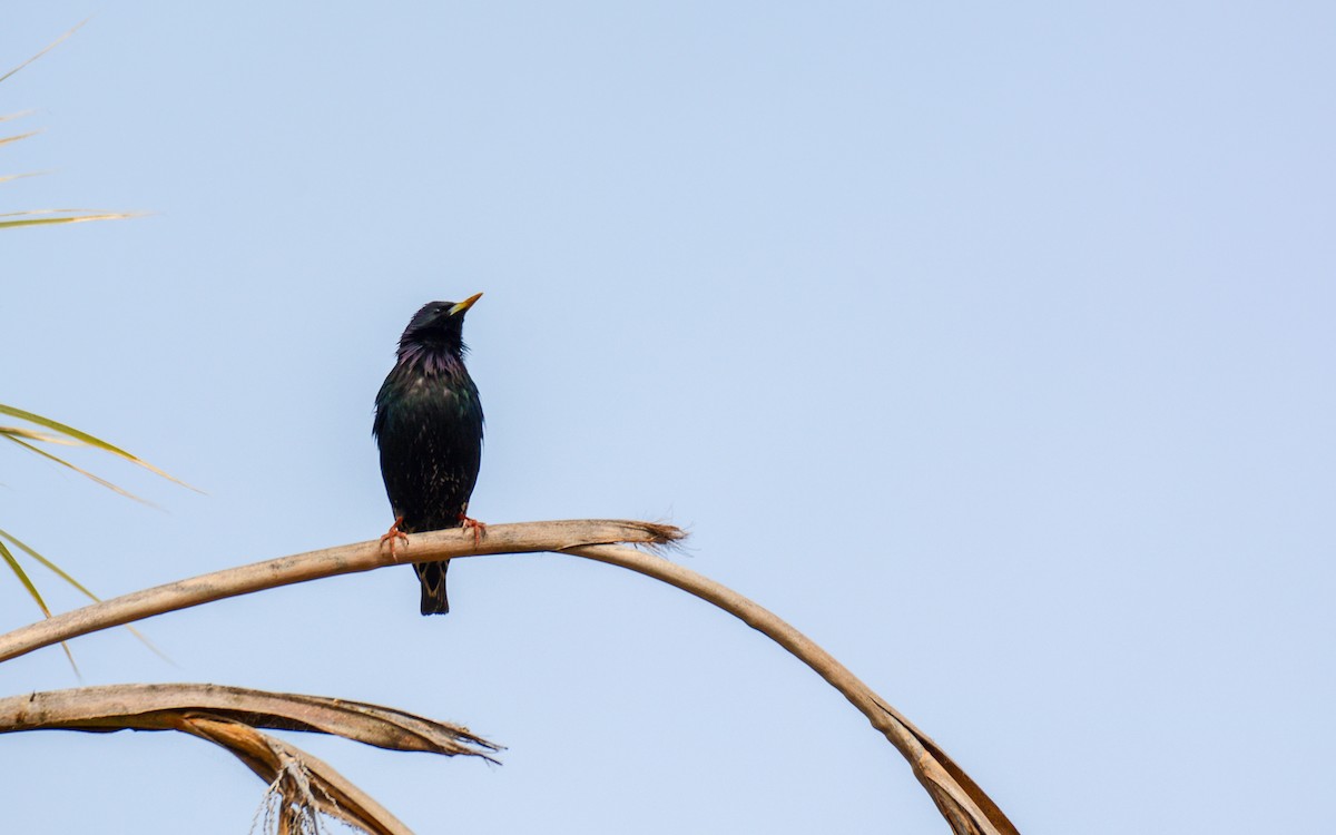 European Starling - ML615523602