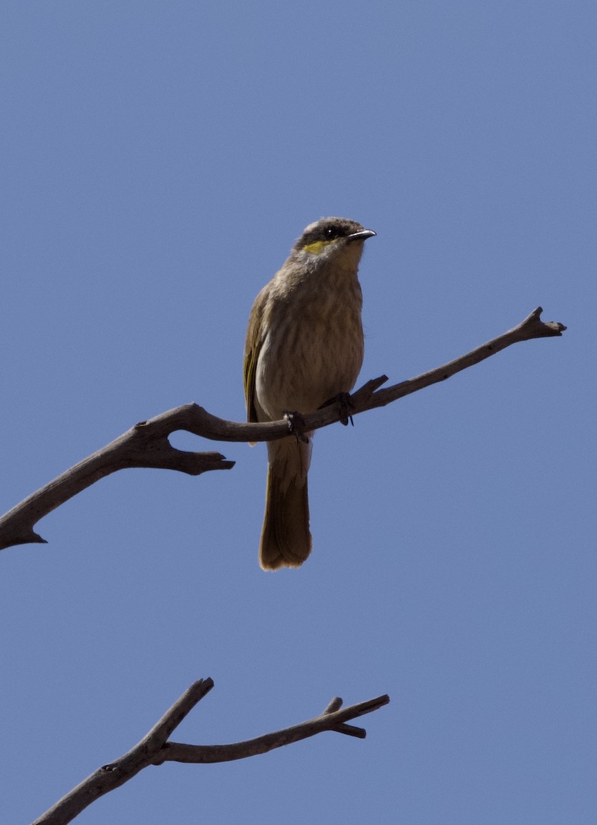 Singing Honeyeater - Yvonne van Netten