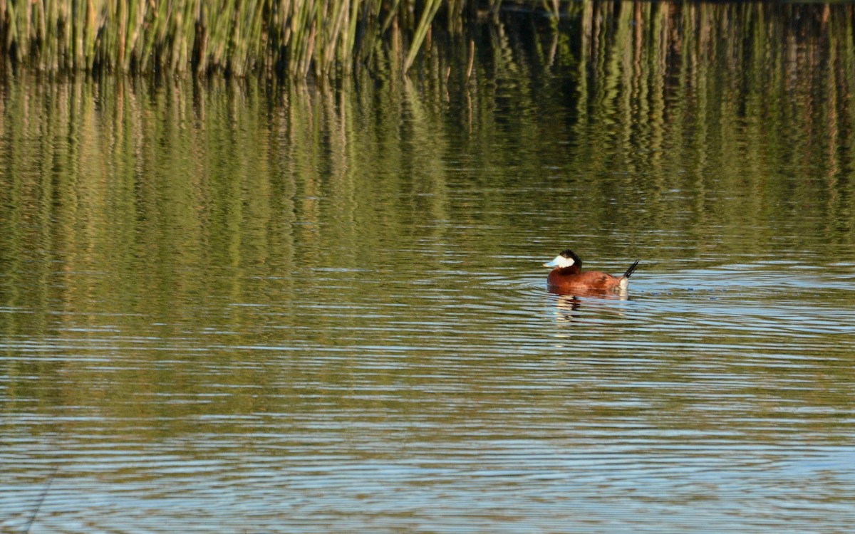 Ruddy Duck - ML615523738