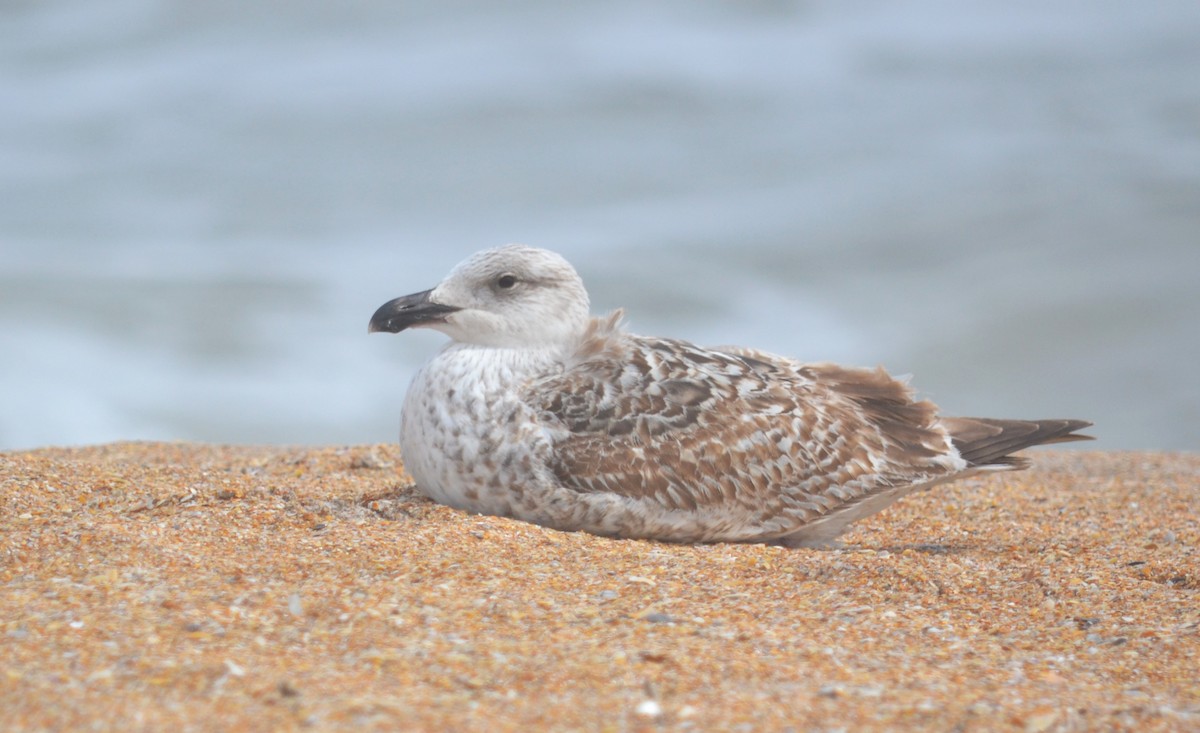 Great Black-backed Gull - ML615523752