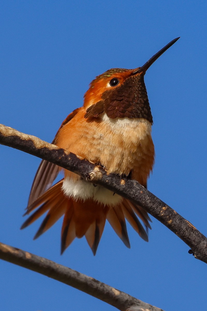 Allen's Hummingbird - Marc Goncher