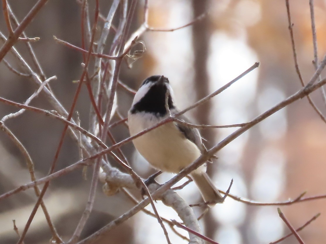 Mésange à tête noire - ML615523817