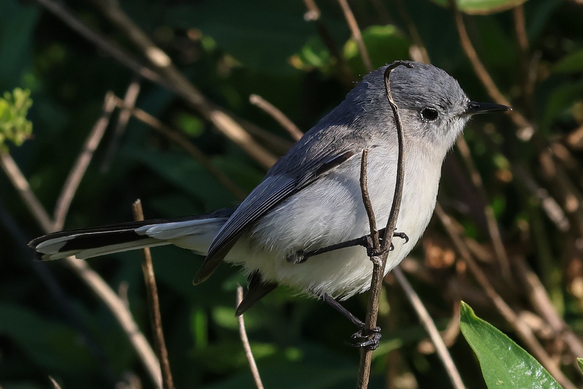 Blue-gray Gnatcatcher - Marc Goncher