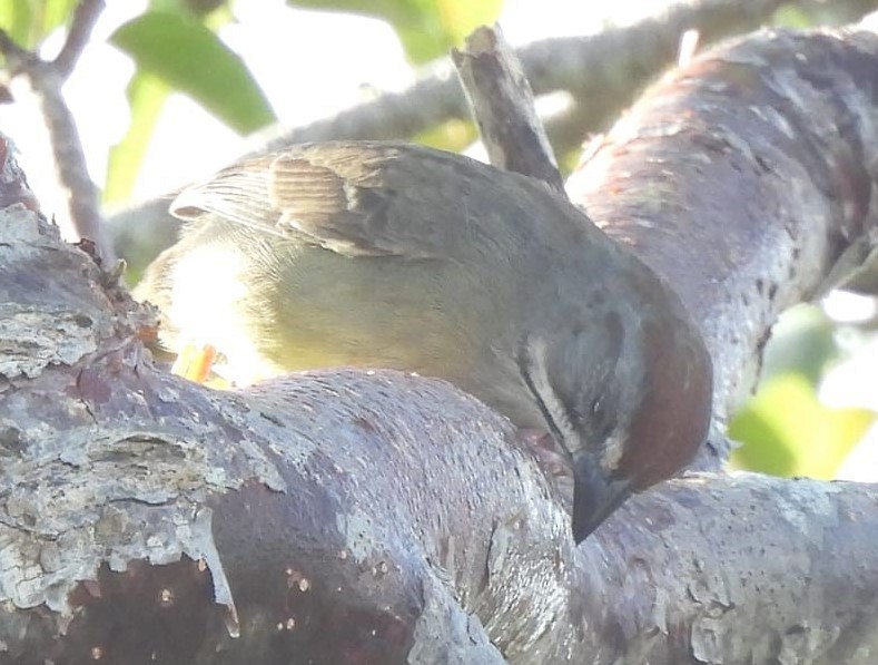 Zapata Sparrow - Julie Rand