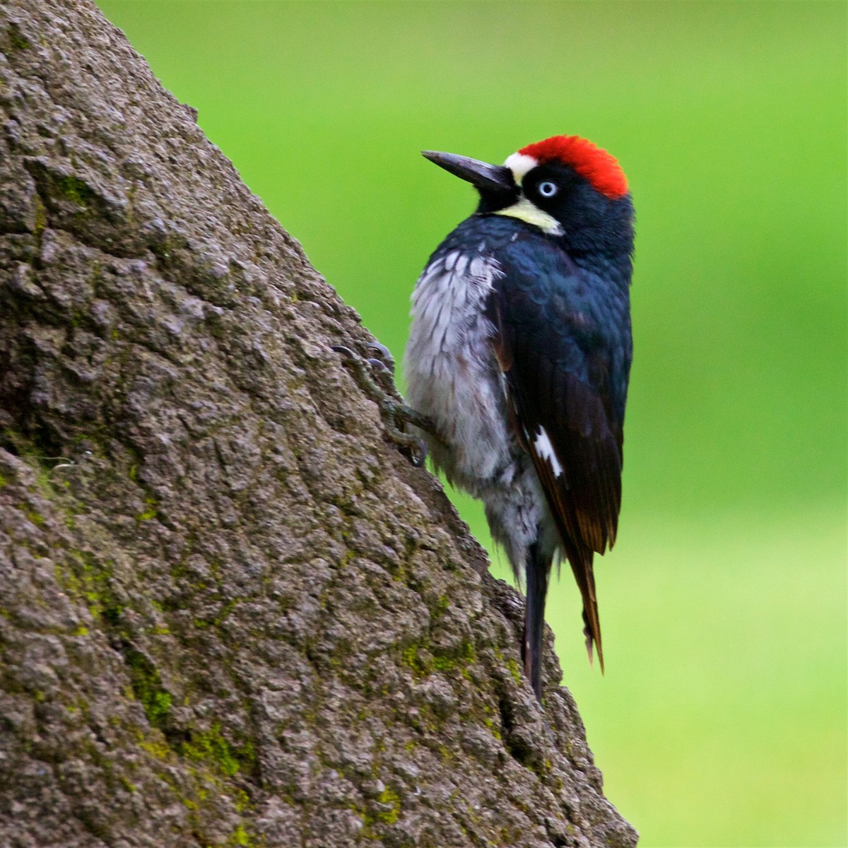 Acorn Woodpecker - ML615523965