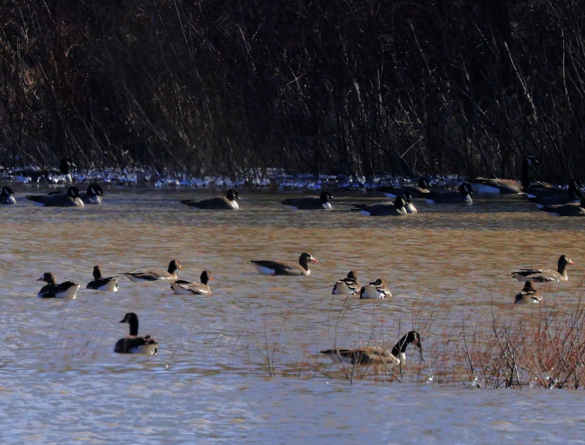 Greater White-fronted Goose - ML615523987