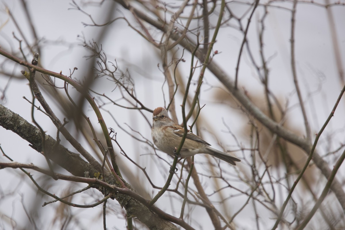 American Tree Sparrow - ML615524019