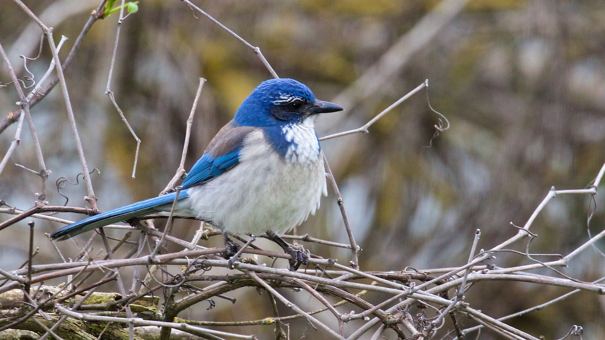 California Scrub-Jay - Ed Harper