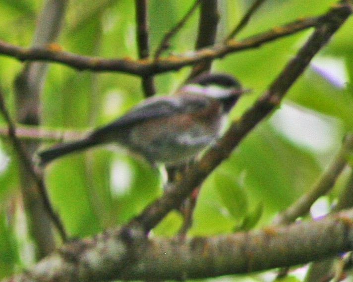 Chestnut-backed Chickadee - ML615524062