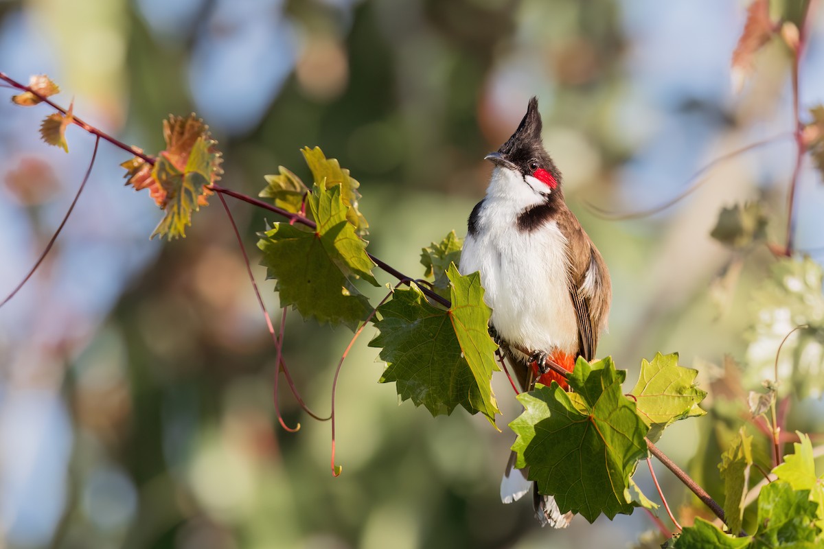 Red-whiskered Bulbul - ML615524087