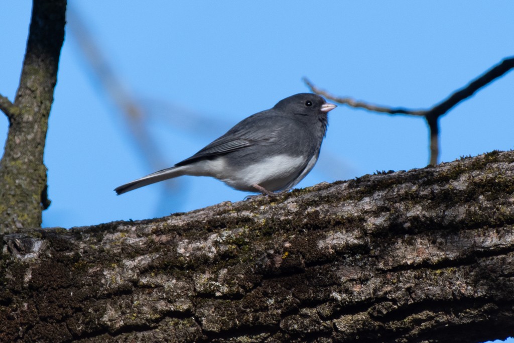 Dark-eyed Junco - ML615524094