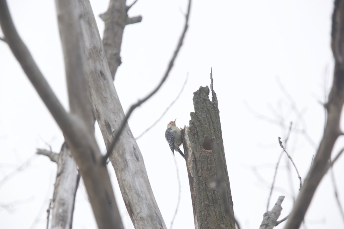 Red-bellied Woodpecker - ML615524115