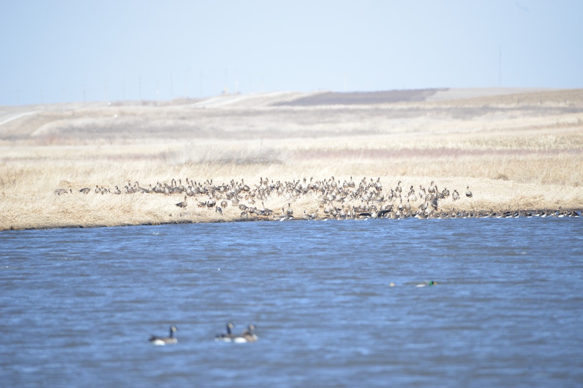 Greater White-fronted Goose - ML615524122