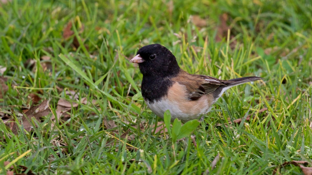 Dark-eyed Junco (Oregon) - ML615524140