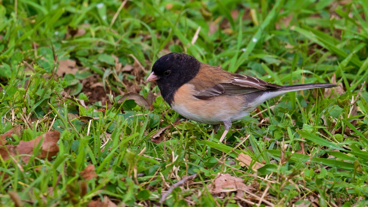 Junco Ojioscuro (grupo oreganus) - ML615524141