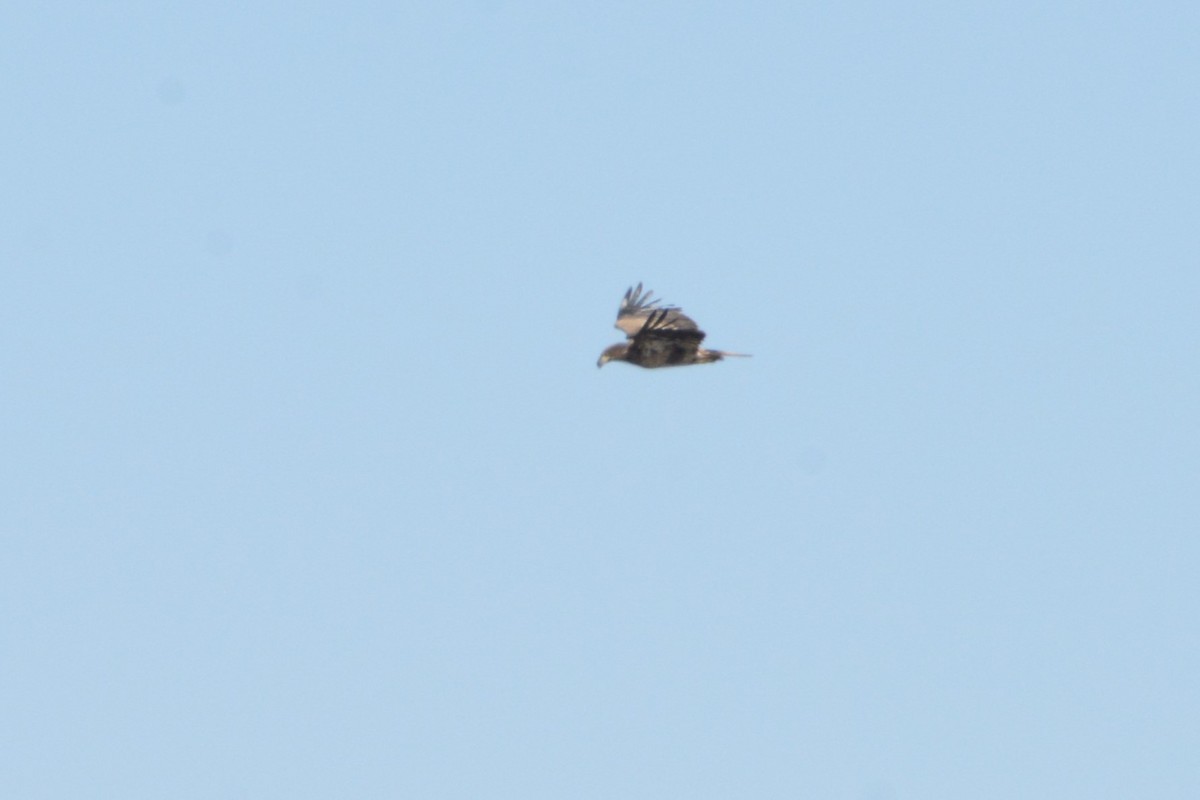 Белоголовый орлан - ML615524161