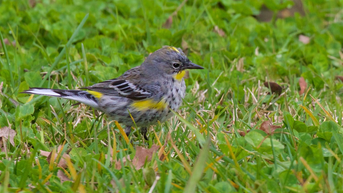 Yellow-rumped Warbler (Audubon's) - Ed Harper