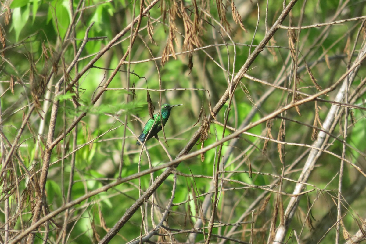 Shining-green Hummingbird - ML615524178