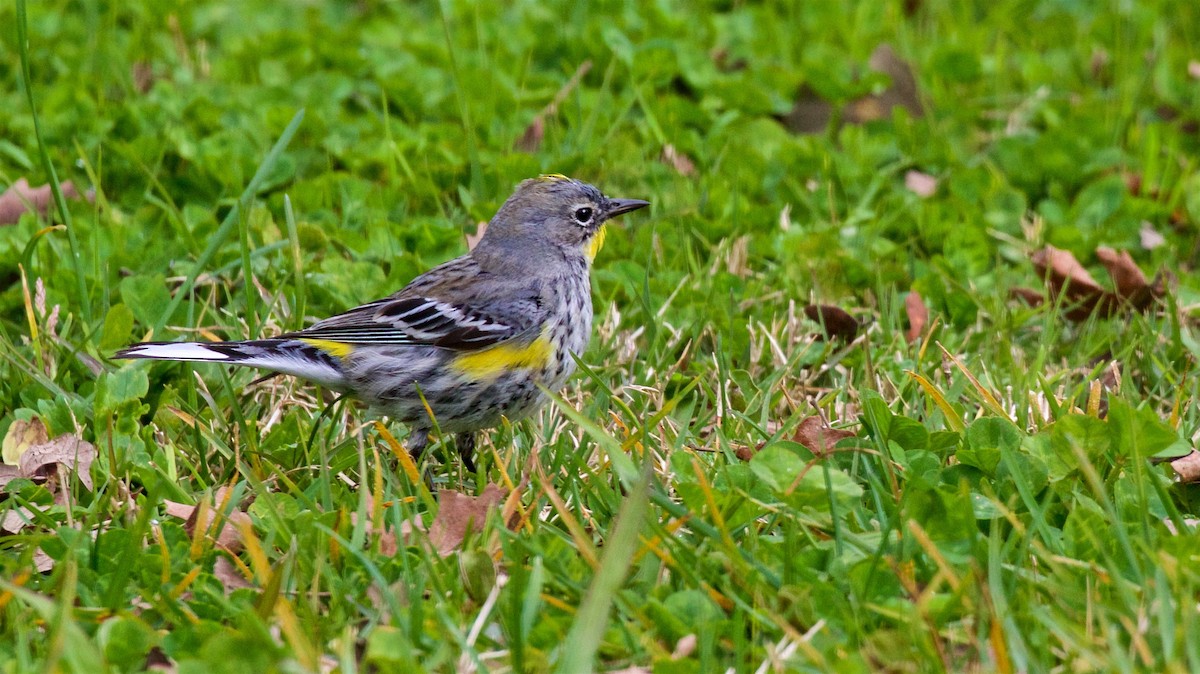 Yellow-rumped Warbler (Audubon's) - ML615524180