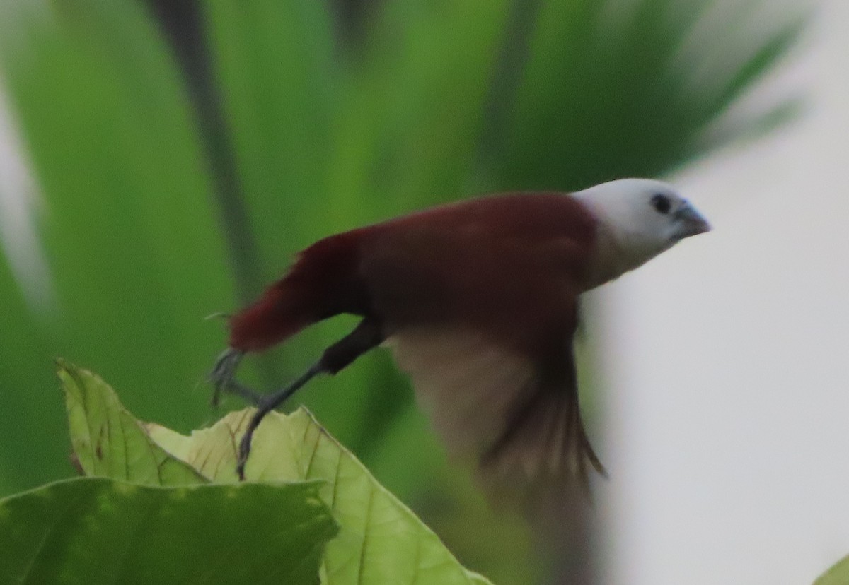 White-headed Munia - ML615524232