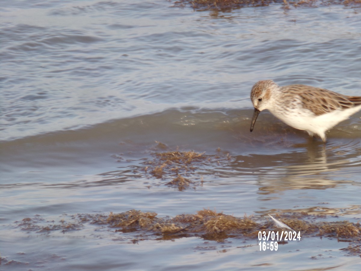 Western Sandpiper - ML615524256