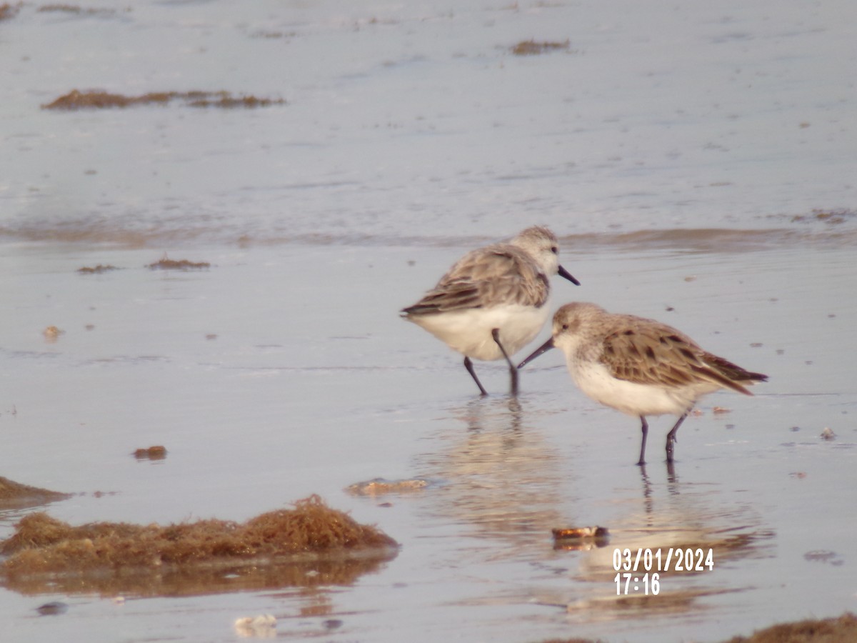 Western Sandpiper - ML615524259